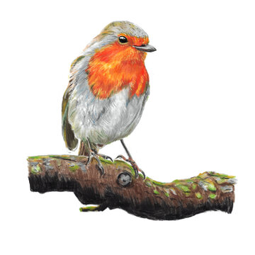 Hand painted Robin bird on white