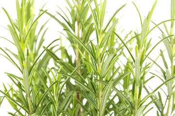 Branches of rosemary on a white background