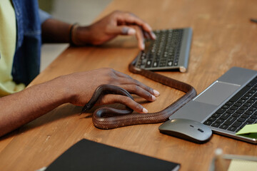 Focus on copper rat snake creeping between fingers of young African American businessman sitting on...