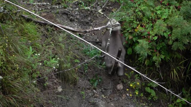 Nepal gray langur monkey running and jumping

Aka (Semnopithecus schistaceus), Nepal, slow motion, 2023
