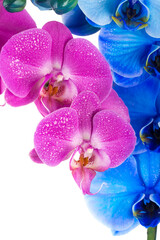 orchid  pink blue flower with water drops