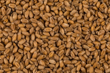 whole background of wheat grain
