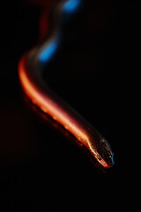 Part of copper rat snake which is dangerous predator creeping forwards in the darkness while...