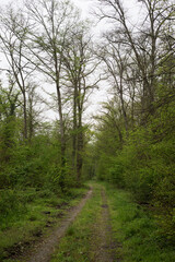 Fototapeta na wymiar View of trees in a forest by spring