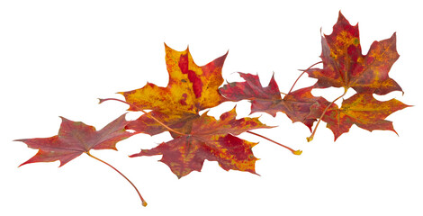 Feuilles mortes d'érable en automne	