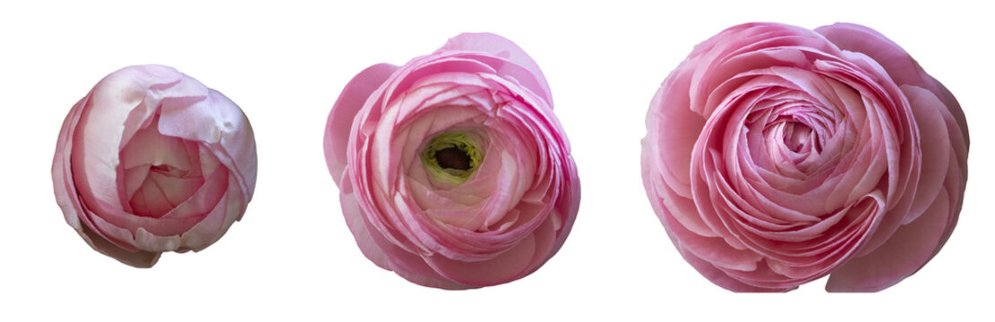 Renoncules roses p&acirc;le	