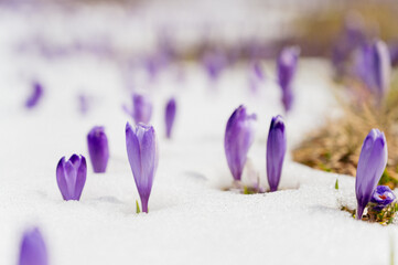 Majestic view of blooming spring crocuses poking from late snow in mountains.