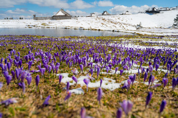 Majestic view of blooming spring crocuses poking from late snow in mountains.