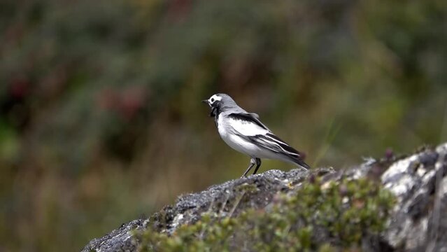 white wagtail (Motacilla alba) standing on rock an takes off
Everest National Park, Nepal,2023,Slow motion
