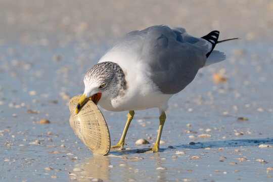 A ring-billed gull attempts to break open the shell of a sunray venus clam at Honeymoon Island State Park in Dunedin, Florida.