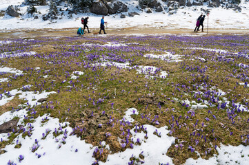 Majestic view of blooming spring crocuses poking from late snow in mountains.