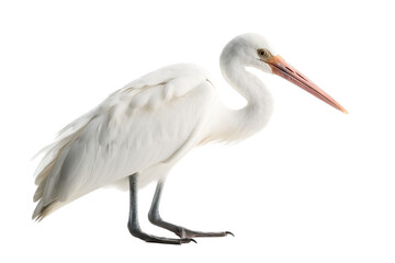 Fototapeta premium great white stork