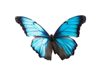 butterfly isolated on white background