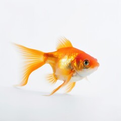 fish, goldfish, gold, isolated, animal, aquarium, water, orange, pet, white, underwater, fin, nature, golden, pets, swimming, swim, white background, red, tank, gold fish, carp, animals, aquatic, colo