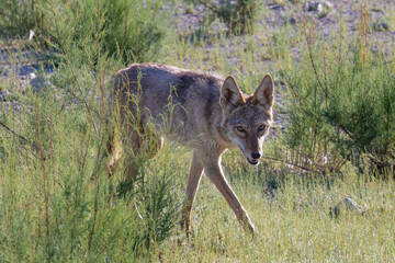 Coyote
Henderson Bird Viewing Preserve
Henderson, Nevada
April 2023