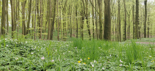 Danish green beech forest in spring season and anemones blossoming in the forest floor