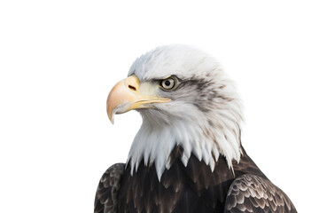 Obraz premium american bald eagle