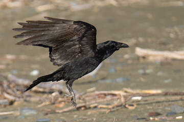 Raven flying in flight