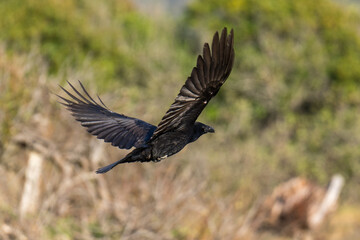 Raven flying in flight