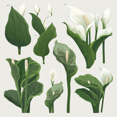 Create a stunning design with these Calla flower vectors.