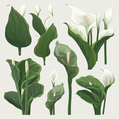 Obraz premium Create a stunning design with these Calla flower vectors.
