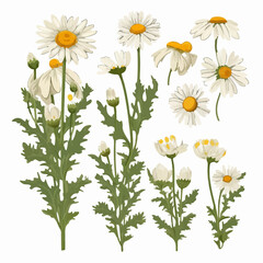 A set of chamomile flowers with a bohemian vibe