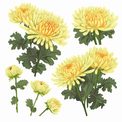 Chrysanthemum flower silhouette in vector format
