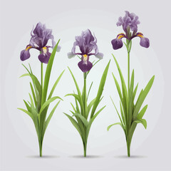 Vector pack featuring a variety of iris illustrations for versatile use.