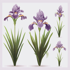 Pack of intricately designed iris vector graphics for a touch of sophistication.