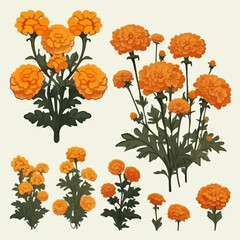 Vector set showcasing the versatility and beauty of marigolds.