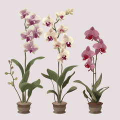 Collection of delicate orchid illustrations for your design projects.