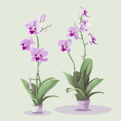 Naklejka na ściany i meble Pack of vibrant orchid patterns for your design needs.