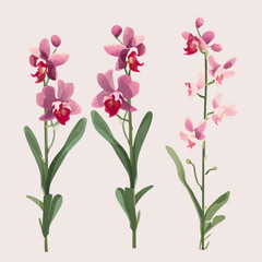 Vector collection featuring abstract orchid shapes.