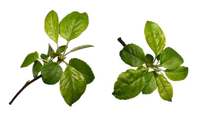 Spring set. Young green leaves of an apple tree on a twig isolated on a white background. Different...