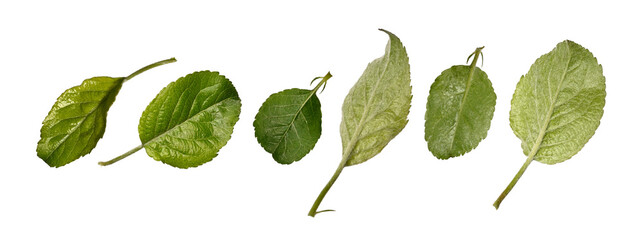 Spring set. Young green leaves of an apple tree isolated on a white background. Different angles, design element.