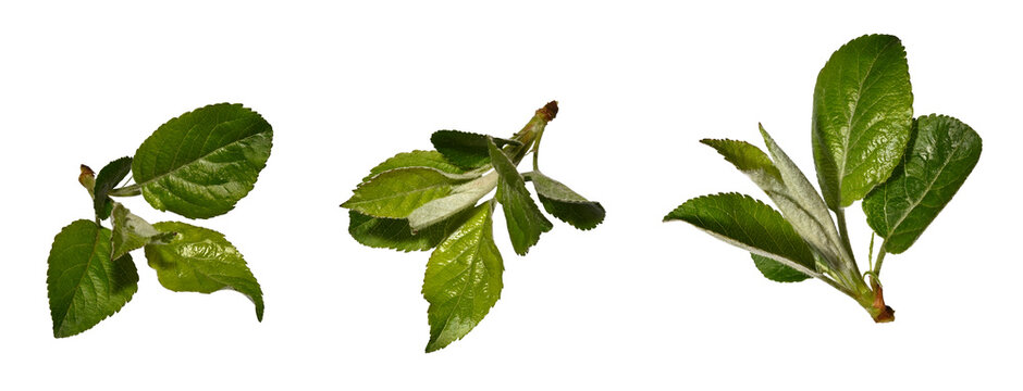 Spring set. Young green leaves of an apple tree isolated on a white background. Different angles, design element.