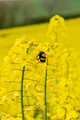 A bee on a canola flower in the Sussex countryside