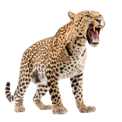 Poster de jardin Léopard Leopard ready to attack on white background