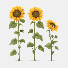Collection of botanical sunflower vector illustrations.