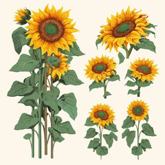 A collection of graceful sunflower illustrations in vector format.