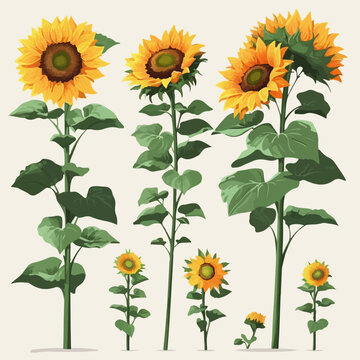 A collection of elegant sunflower designs for invitations and cards.