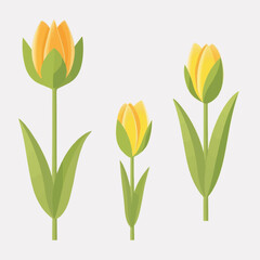 Collection of botanical tulip vector illustrations.