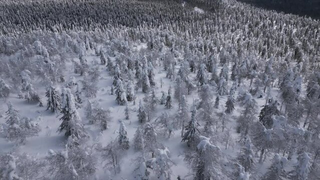 Winter scene at a ski resort at the natural park. Clip. Aerial view of the forested valley and cold winter ground. Generative AI