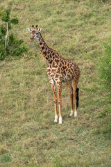 Naklejka na ściany i meble Giraffe - aerial view - alone in the Masaai Mara Reserve in Kenya Africa
