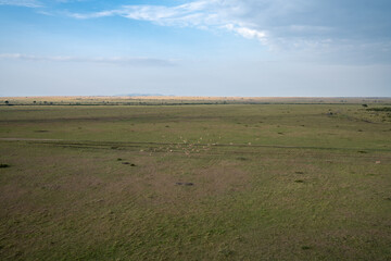 Obraz premium Vast area of the Masaai Mara Reserve, with impala herd. Aerial view. Kenya, East Africa safari