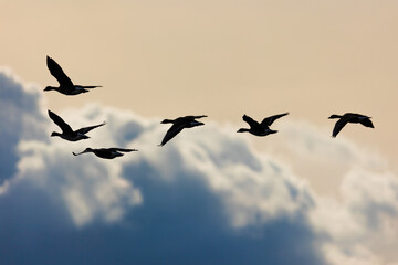 geese in flight