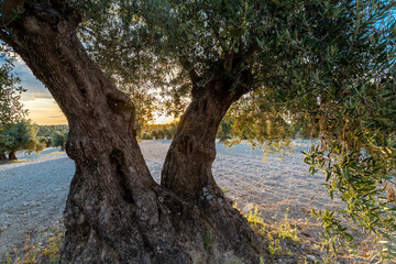 Dramatic sunset over an agricultural landscape of olive trees. The cloudscape is creating a magic and impressive sky full of colors, which can often been seen in the countries around the Mediterranean