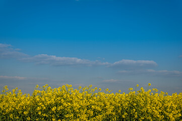 Landwirtschaft mit Rapsfeld vor blauem Himmel