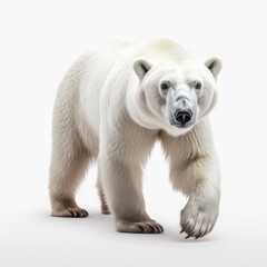 a polar bear on a white background