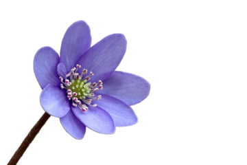 Leberblümchen (Hepatica nobilis) freigestellt